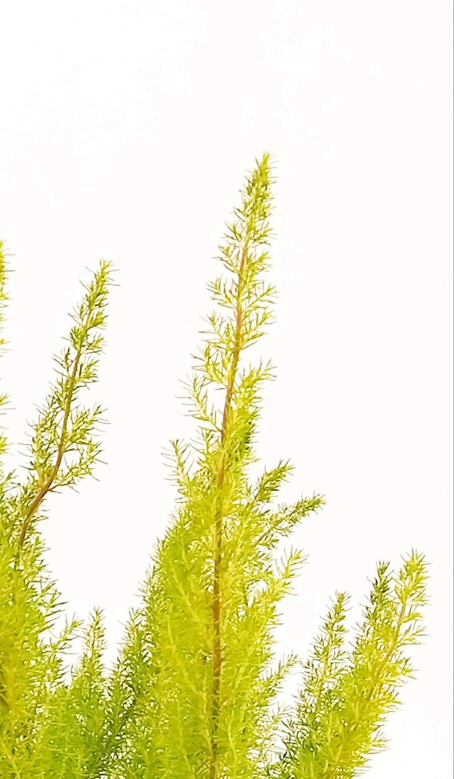 POWERS TO FLOWERS - ERICA CALLUNA COLOR LIFE, 5 PIANTE V12CM, piante vere