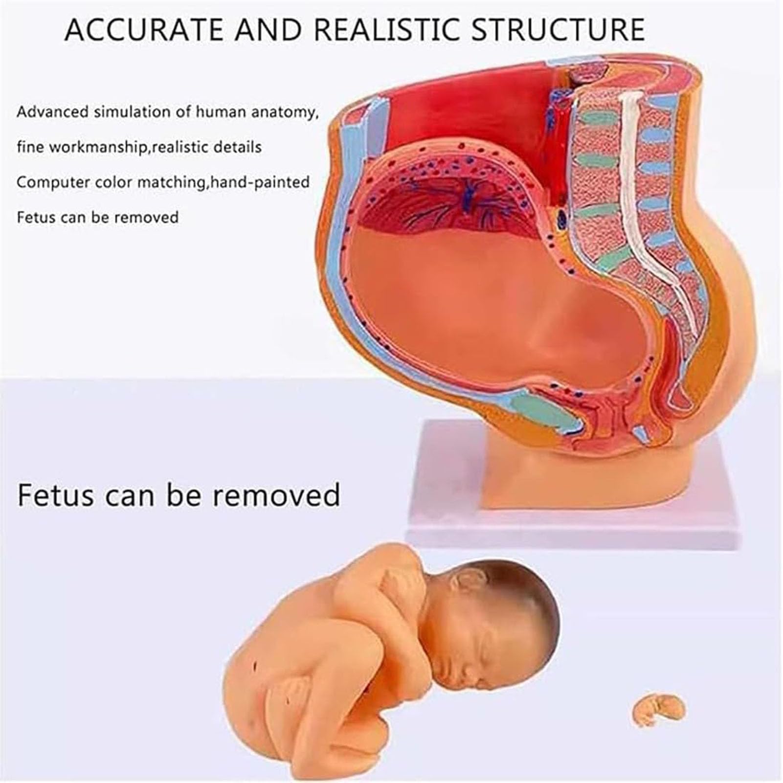 Genérico Modelo de anatomía de la Pelvis del Embarazo Femenino con Modelo de feto extraíble de Nueve Meses, Modelo de educación sobre el Parto para enseñanza Escolar y obstetricia