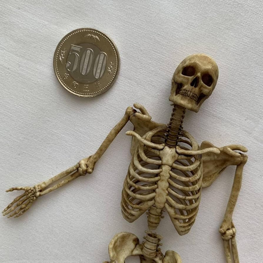 Amazon.co.jp: ミニ頭蓋骨 スカル ガイコツ 骸骨 置物