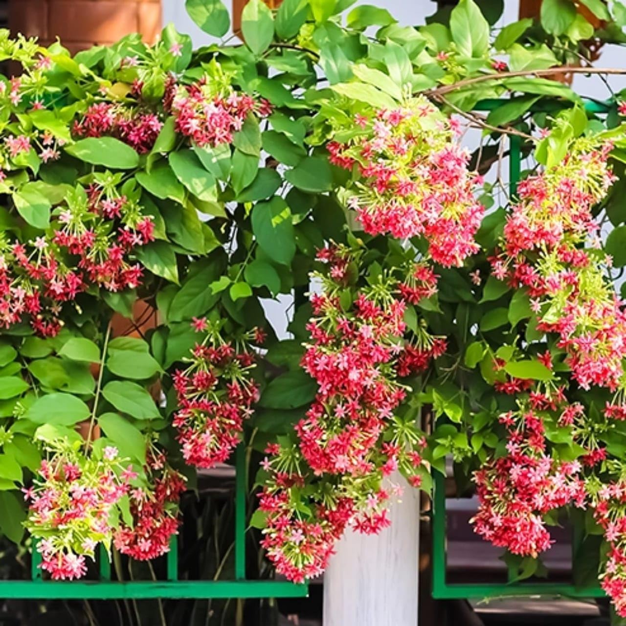 Madhumalti Live Plant, All Season Flower Plant Climbing Flowering Plant Madhabilata Climber for Outdoor Garden Ideal for Garden and Home With Black Plastic Pot (pack of 1)-image-5