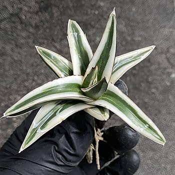 Amazon.co.jp: 多肉植物アガベ 氷山 極上小株 発根済 : DIY