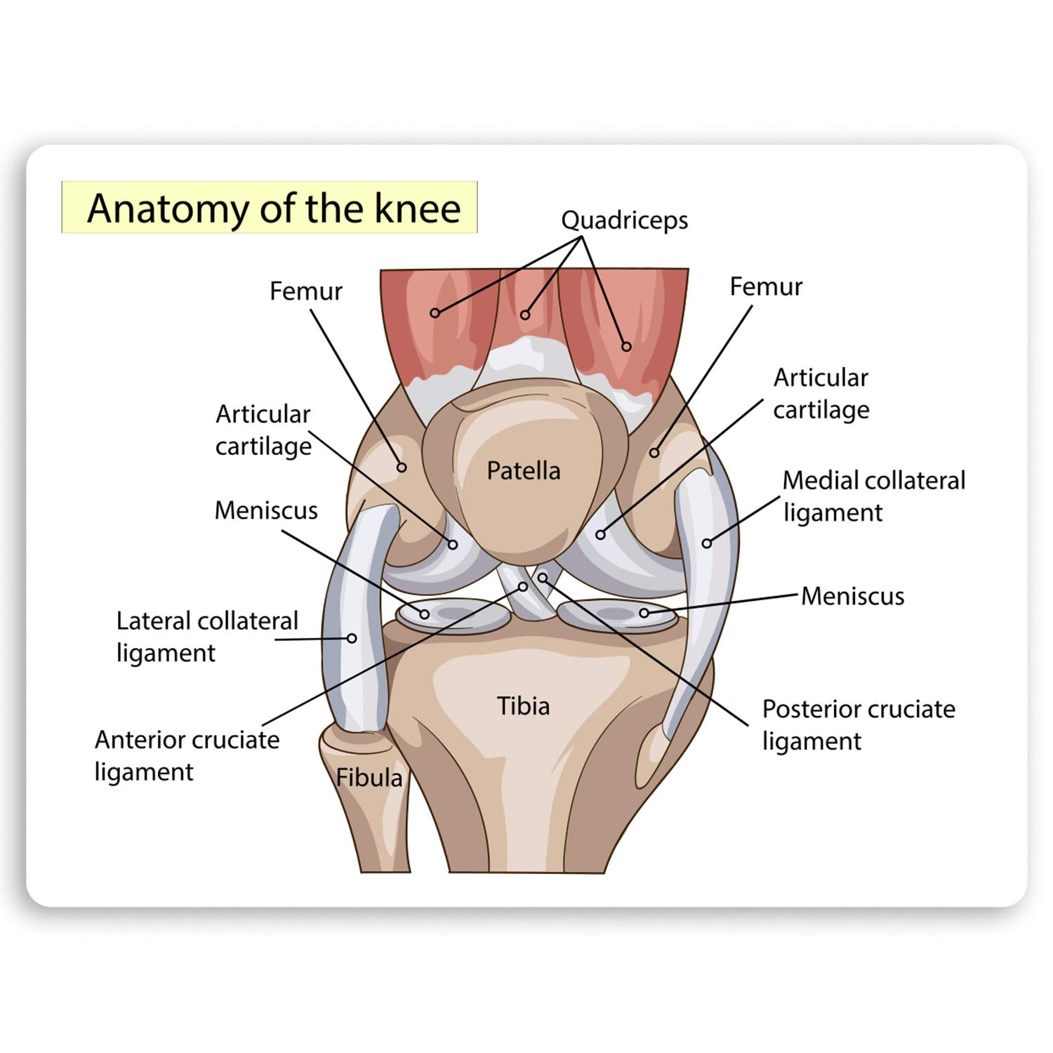 Destination Vinyl Ltd Multi 2 X 10Cm Knee Diagram Vinyl Stickers - Biology Science Teacher Sticker #34404 (10Cm Wide)