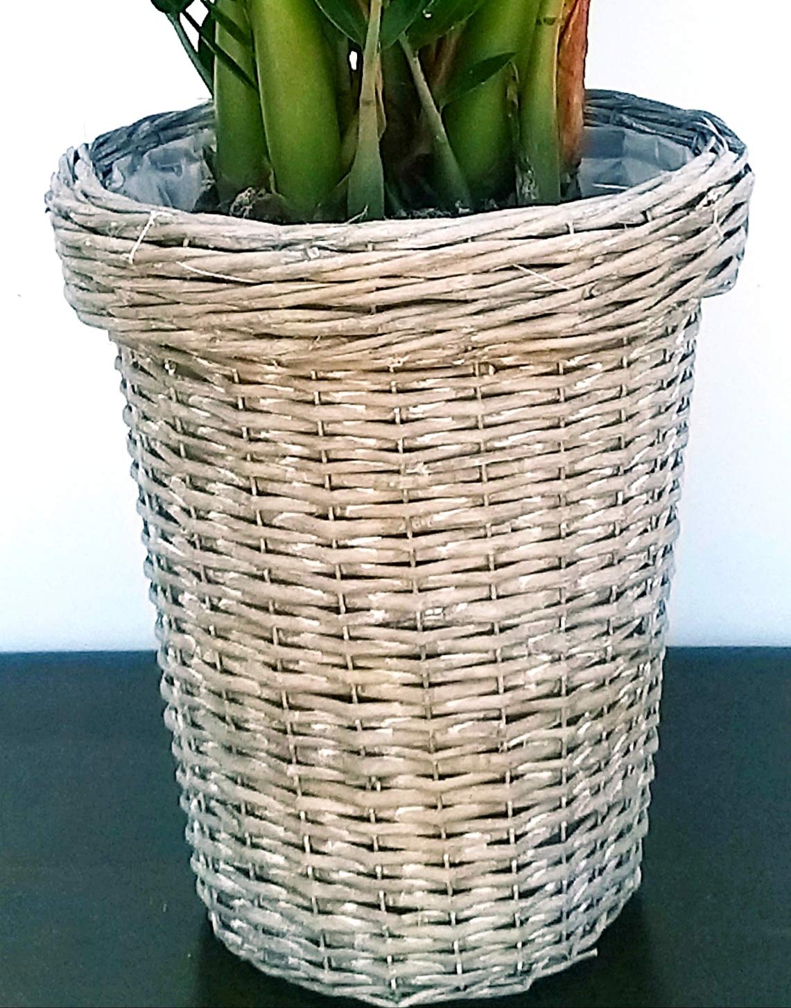 POWERS TO FLOWERS - ARECA, PALMA DI ARECA IN VASO VIMINI altezza 150cm, pianta vera