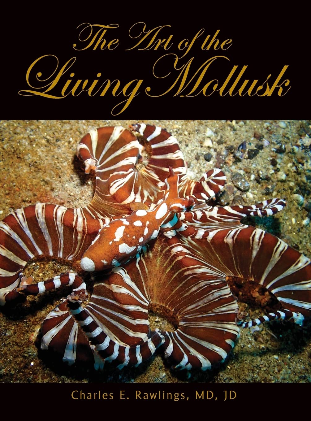 The Art of Living Mollusks : sublimez votre table basse avec ce beau livre
