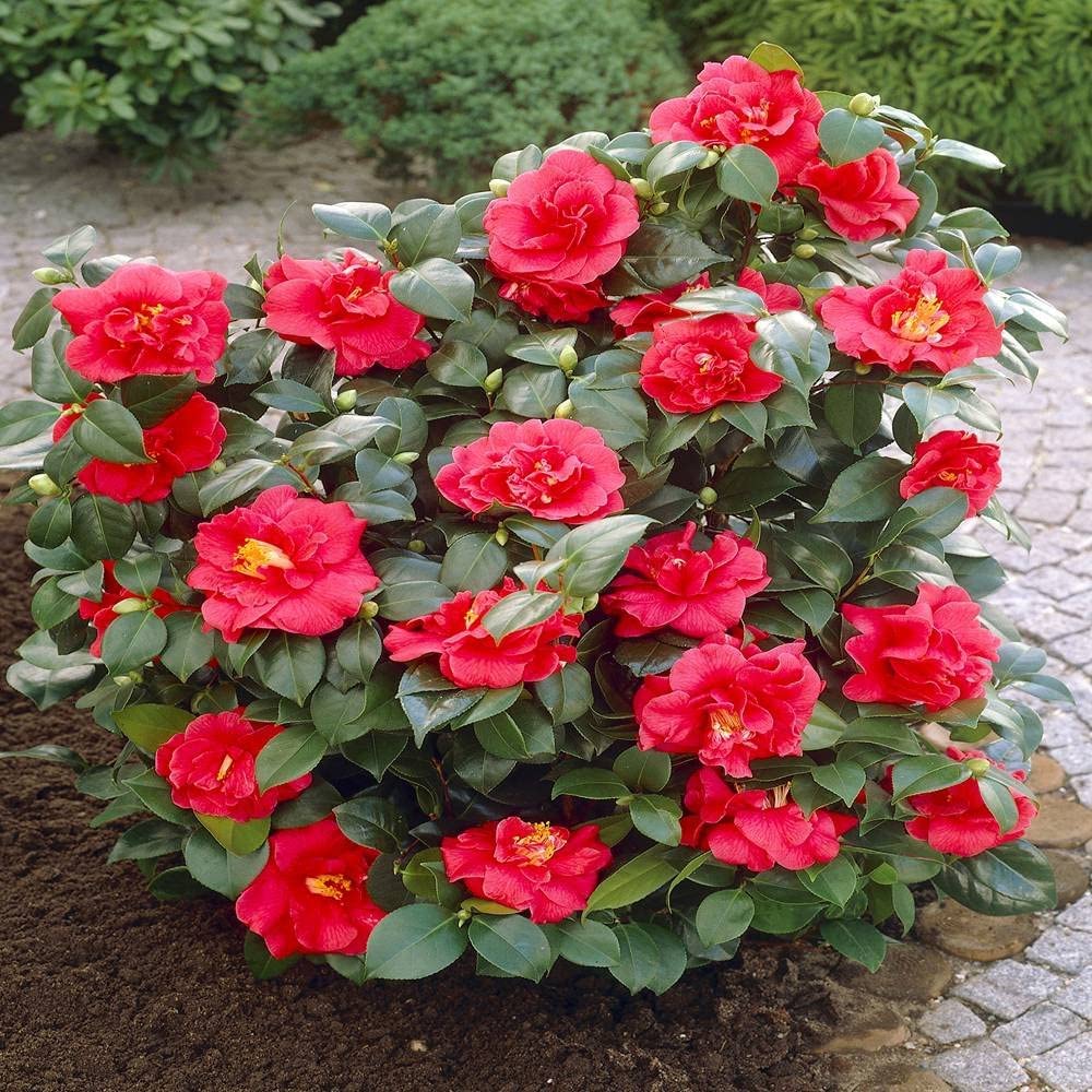 Online Plant Bazar Camellia Flower Live Plant-C03R (B0C5VW3HV8) Amazon Price History, Amazon Price Tracker