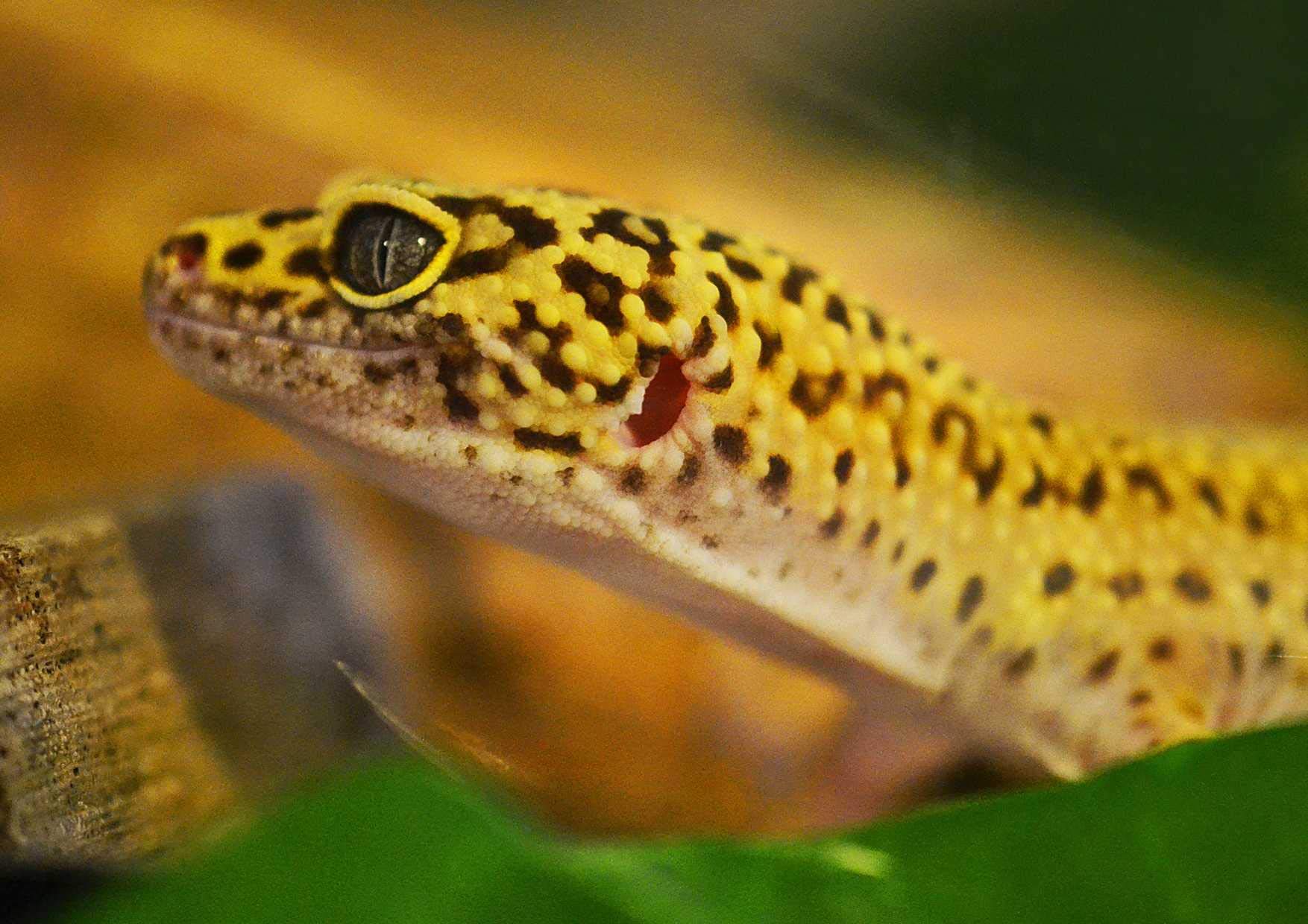 Animal World - Gecko, 1000 pieces in cardboard box, puzzle pieces in resealable bag. 26x38CM