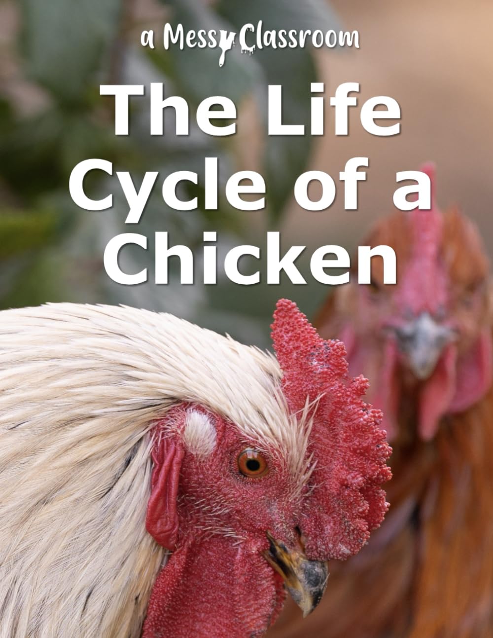 The Life Cycle of a Chicken