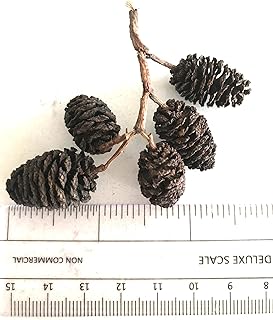 Hexagrowth Alder Cones 30 Pack, Full of Tannins, Enhance Immunity, Promote Natural Habitat, Easy to Use, Aquarium Conditioner, Natural Food Source, Shrimp Betta breeding, Size 0.5" to 1"