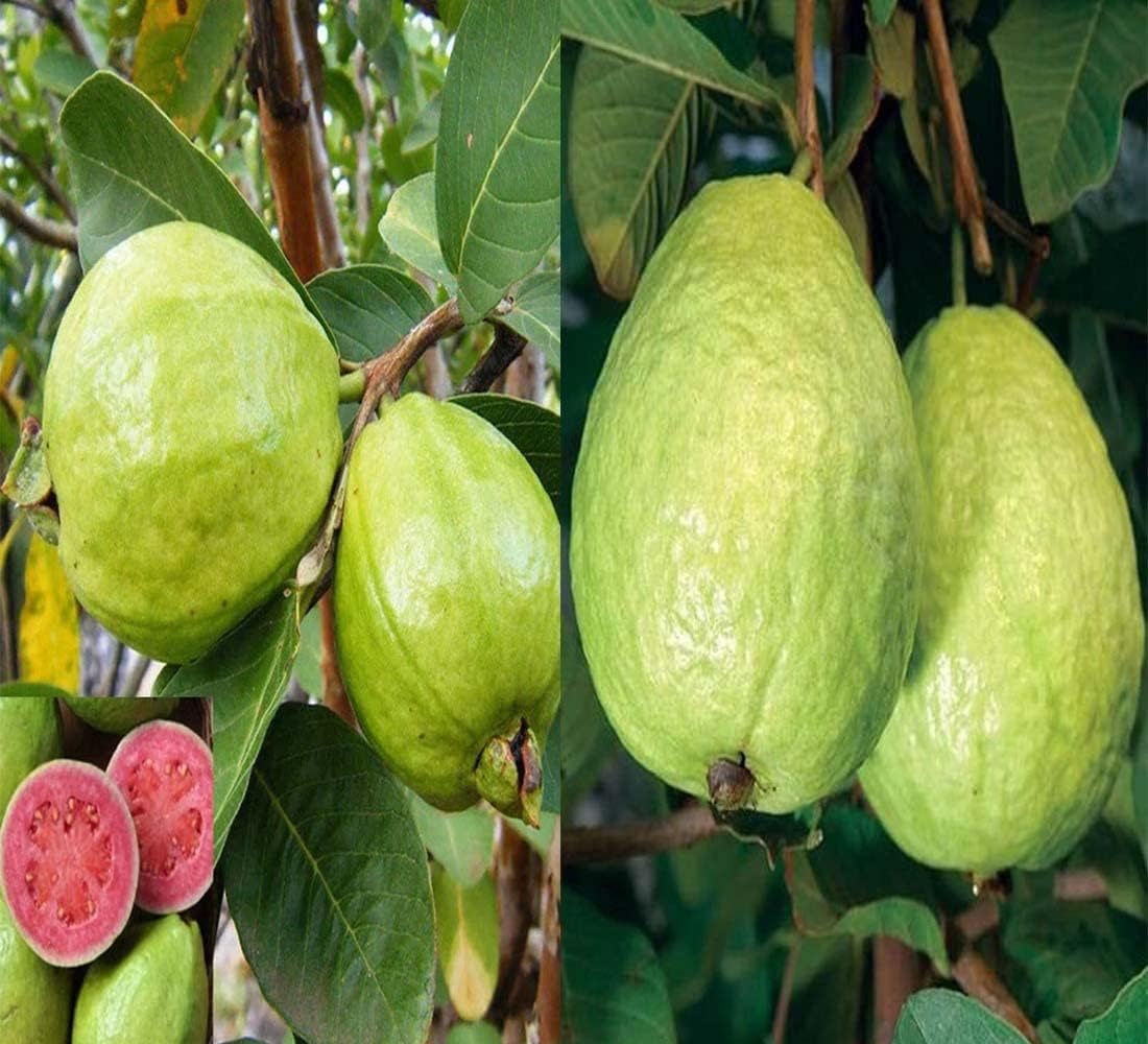 Cloud Farm Guava Pink Lalit Lalitha & Sardar L-49 Lucknow-49 Amrood Variety Fruit (Air Layering/Grafted) Hybrid Plants & Tree(1.5-3 Feet Size) (Pack of 2), CF_GN_29