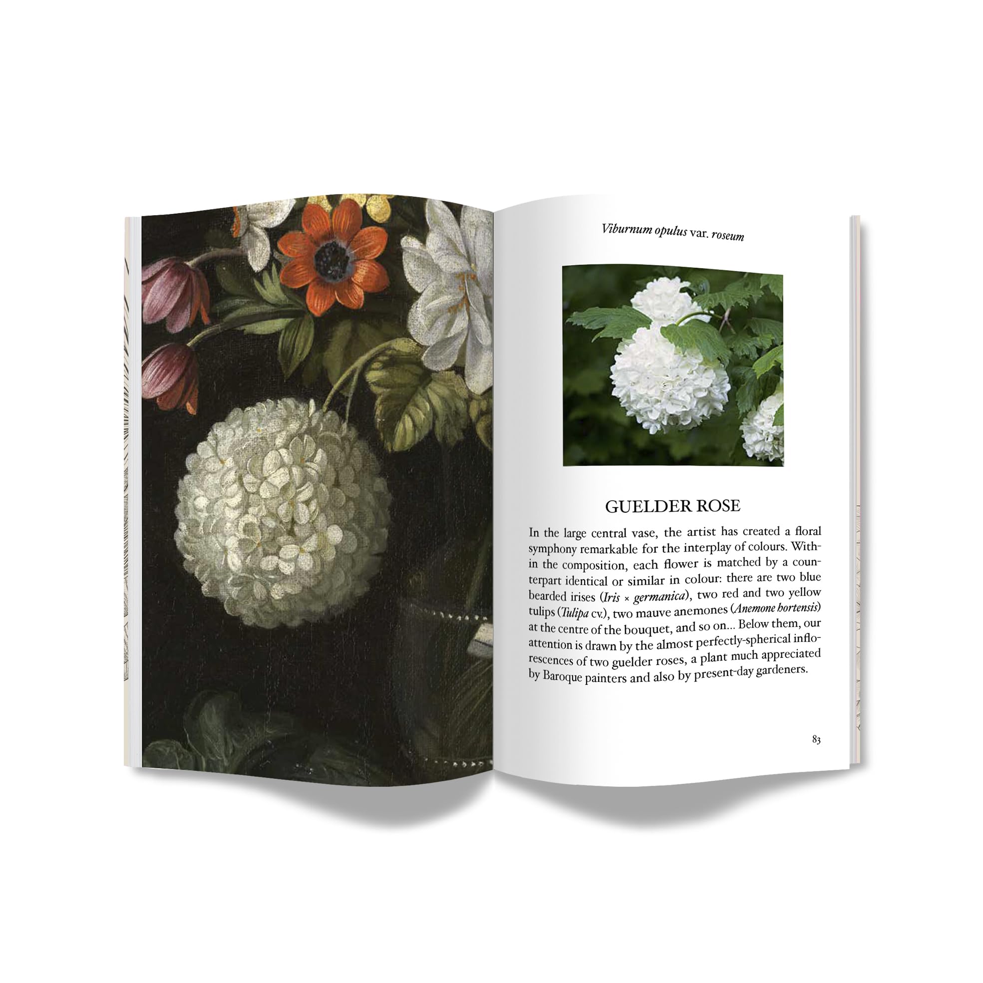 A botanical stroll through the Prado