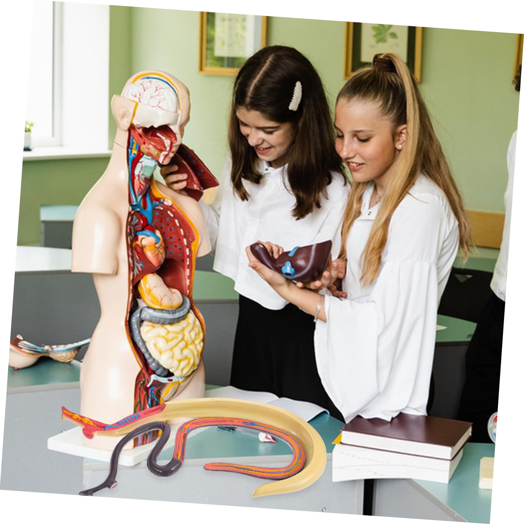 Amosfun Modello Anatomico Schistosoma Modello Anatomico Per Studio Materiale Scientifico Per Insegnamento e Ricerca