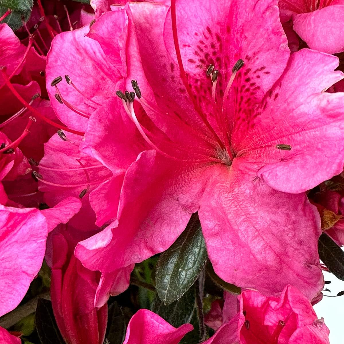 Blooming & Beautiful - Girard's Renee Michelle Azalea - 3 gal - Evergreen Shrub - Deep Pink Flowers - Green Foliage - Blooms Spring - Zones 5-8 - Rhododendron 'Girard's Renee Michelle' - 3 Gallon Pot
