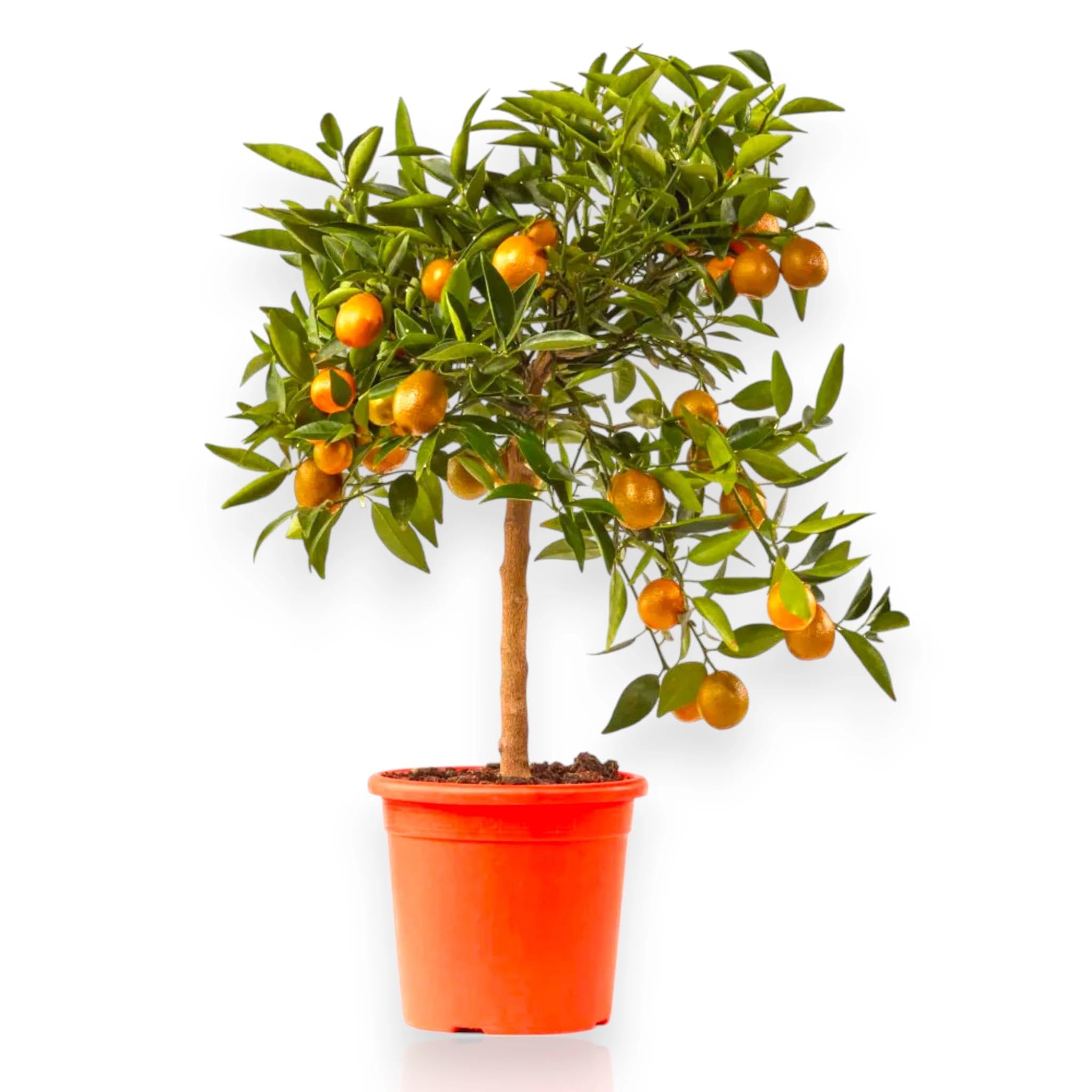 Kucle Citrus japonica × Fortunella, Pianta di Agrume da Frutto in Vaso, Alberello 70/80 cm, Vaso 22, Verde