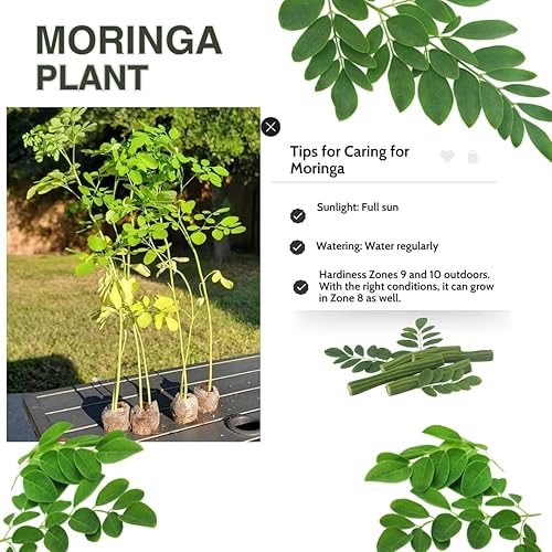 Miniatura 3 de Planta viva de árbol de Moringa, Malunggay 6 a 8 Inc plantas de moringa de altura vivas, árbol de rábano picante con baqueta, plantas de moringa de