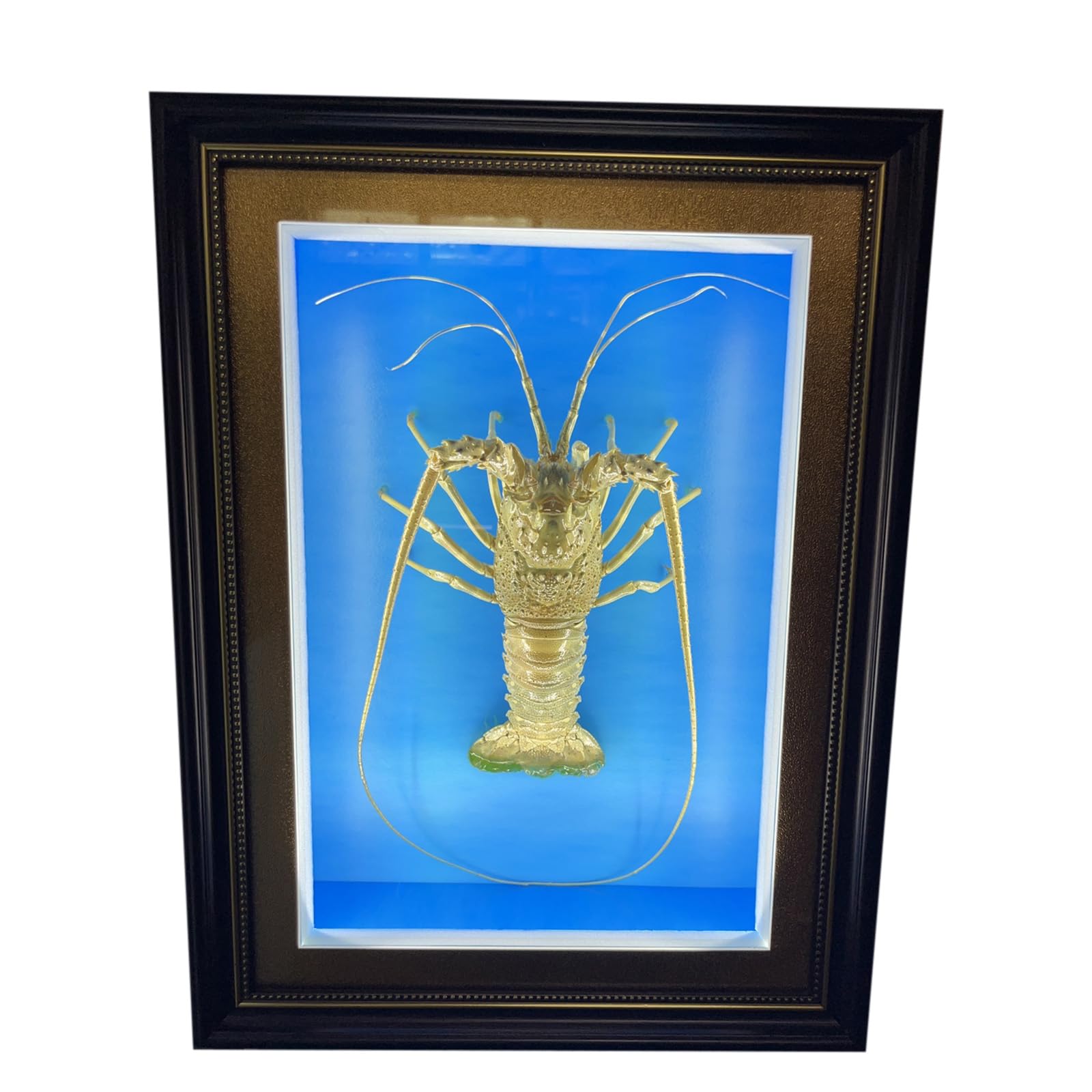 LKYLVEE Flesh,46, Lobster Specimen - Lobster Wall Decor - Taxidermy Lobster Wall Pendant Art Decor Sculpture for Indoor Decor Birthday Gift