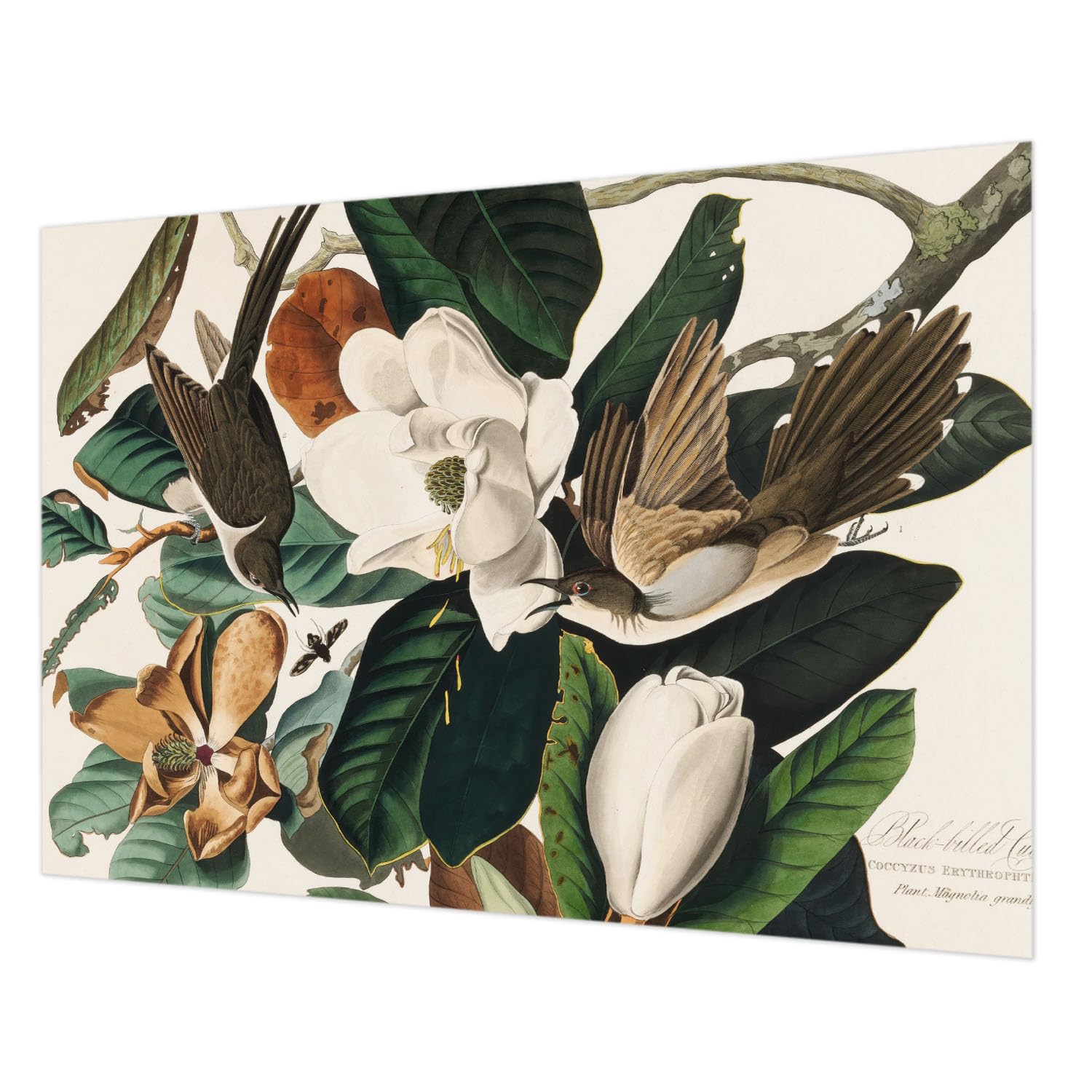 Tapisserie intissée oiseaux magnolias pour masquer les défauts d'un mur facilement