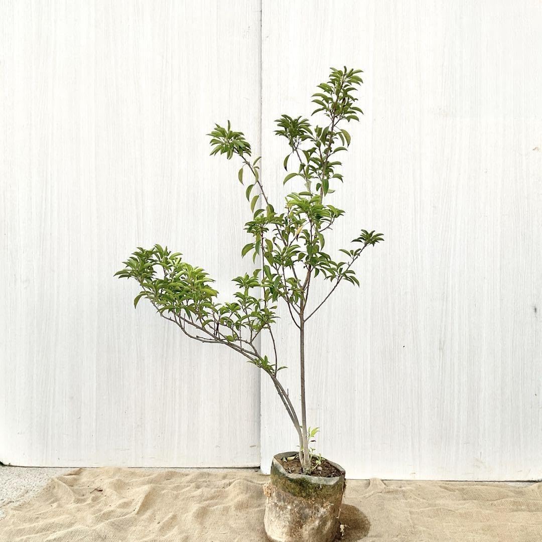 お値下げ】大塚家具 ドレッサー 鏡台 三面鏡 高級 天然木ナラ 大塚家具