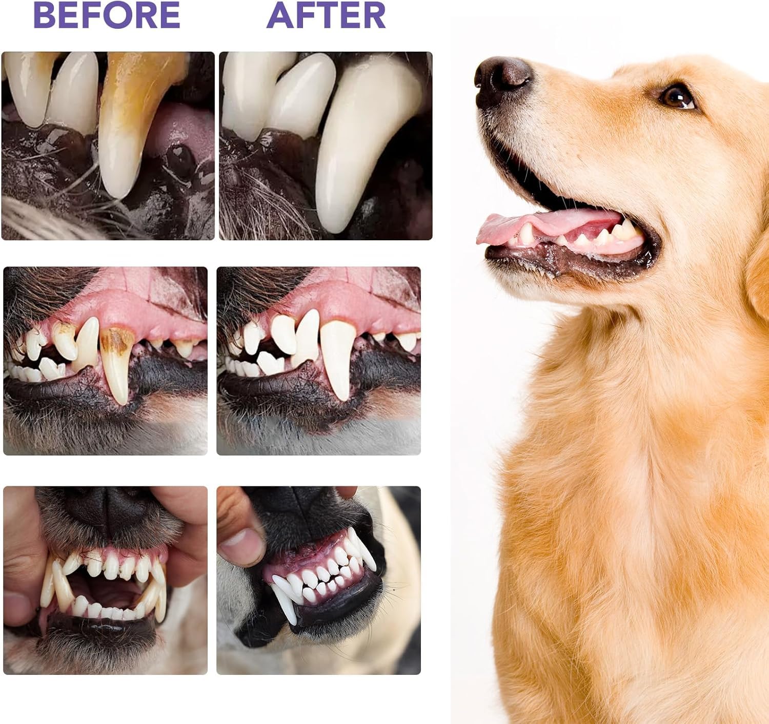 Polvere Sciogli Tartaro Cane, Integratore Naturale per Alito Cattivo, Polvere Dentale Antiplacca e Antitartaro per Cani