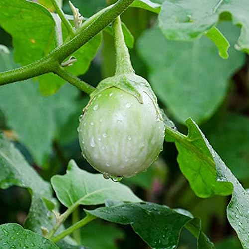 Miniatura 4 de QAUZUY GARDEN 80 semillas redondas de berenjena verde ProlificFast-Growing Tropical Solanum Melongena Seed para plantar el hogar, jardín al aire