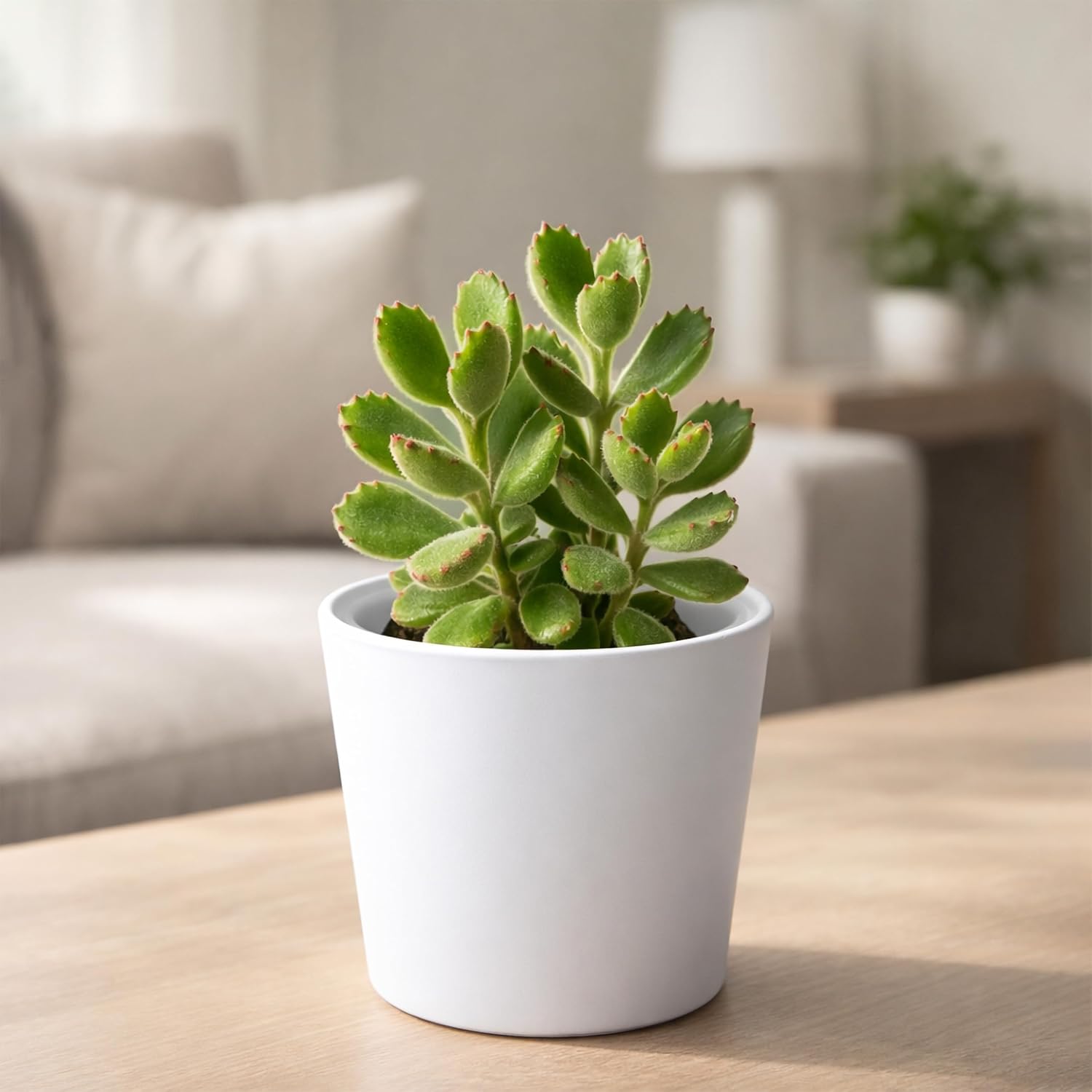 Phoenix Vine 4.5 Inch White Plastic Cachepot with Clear Nursery Pot, Decorative Lightweight Planter Cover with Transparent Inner Pot for Indoor Houseplants, Pack of 6, 24-B-D-6