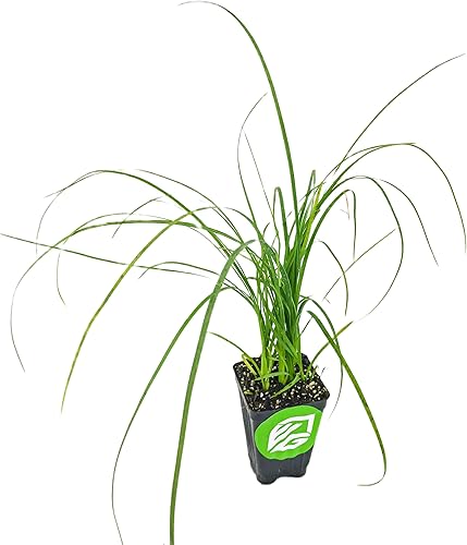 Miniatura 1 de Planta viva de palma de cola de caballo - Beaucarnia recurvata - Planta de inicio Wellspring Gardens