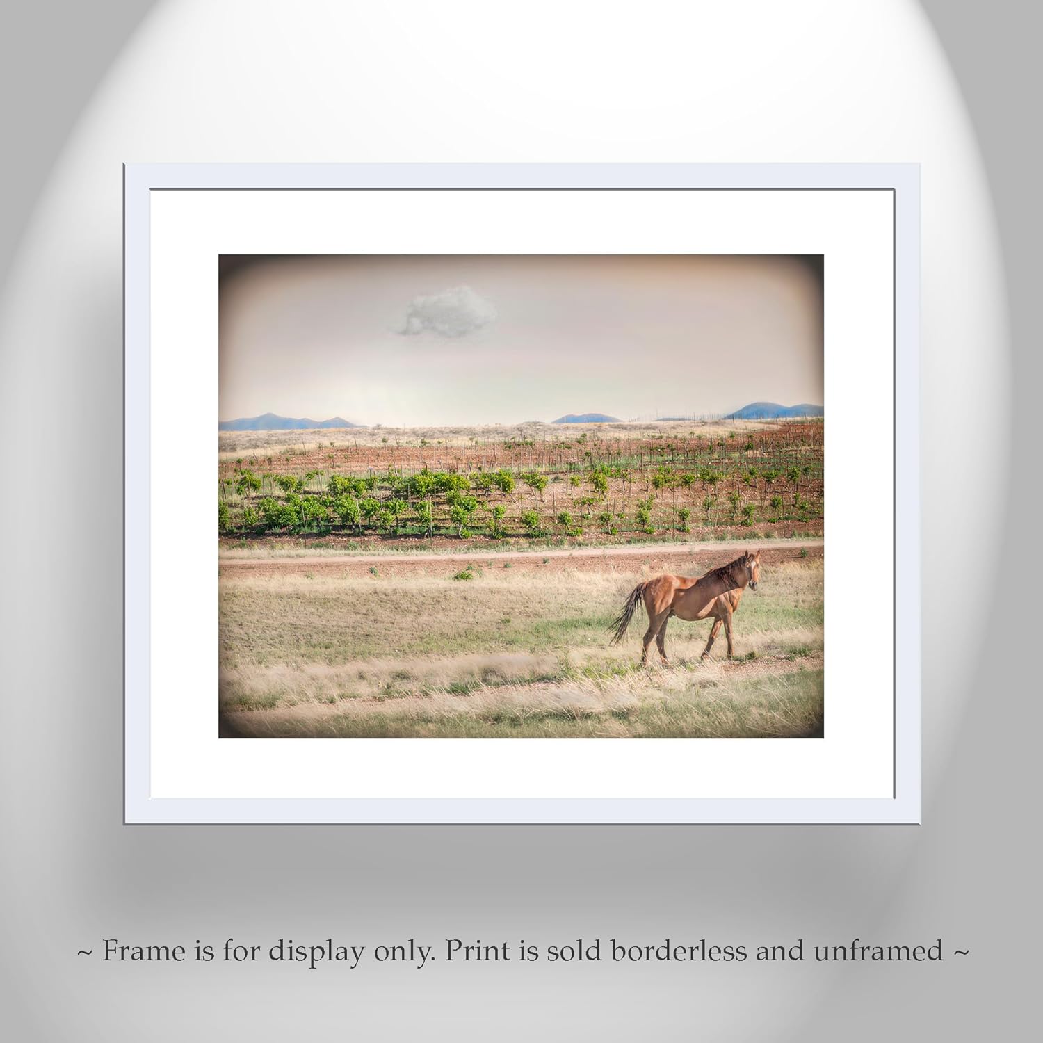 Horse Ranch Art Photograph with Southern Arizona Vineyard as Cowgirl Gift