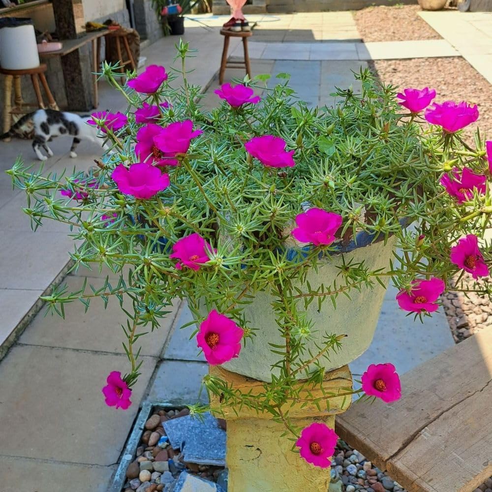 Set 2 Portulaca Live Plant, 4-6 Inch Tall, Moss Rose Plants Live, Rare Portulaca Plants for Growing Indoor Outdoor (Purple Pink)