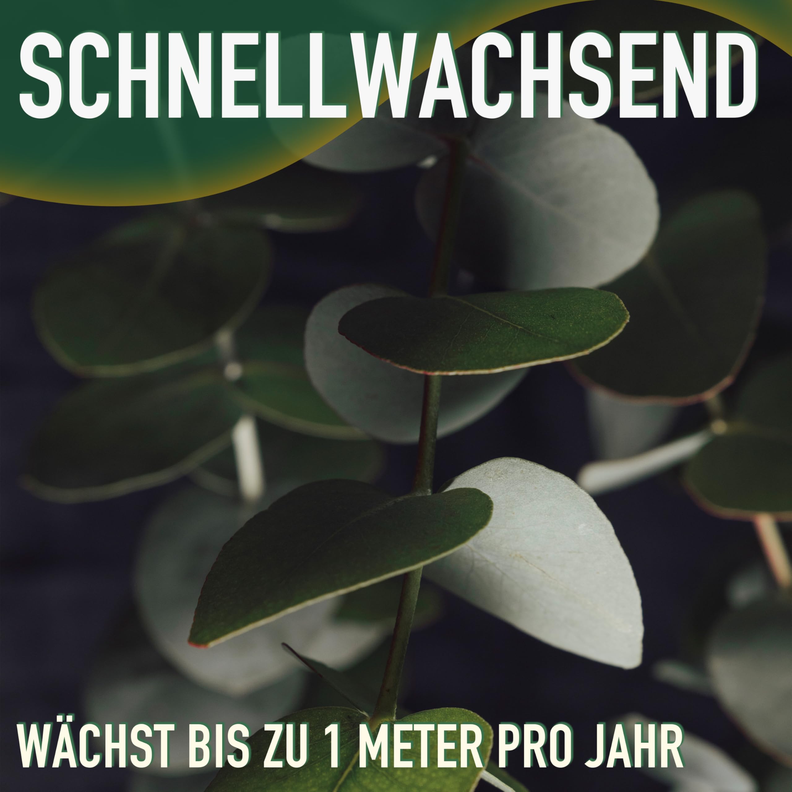 Sunny Tree - Eukalyptus - Gunnii 'Azura' Pflanze - 140 zentimeter - Winterhart