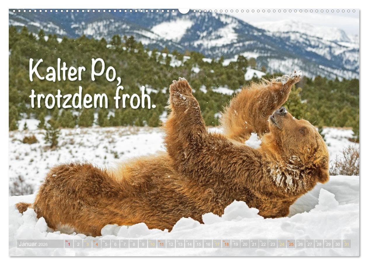 Spaß mit Bären: Edition lustige Tiere (Wandkalender 2026 DIN A2 quer), CALVENDO Monatskalender: Bären: Meister Petz, freche Sprüche und humorvolle Tierporträts (CALVENDO Tiere)