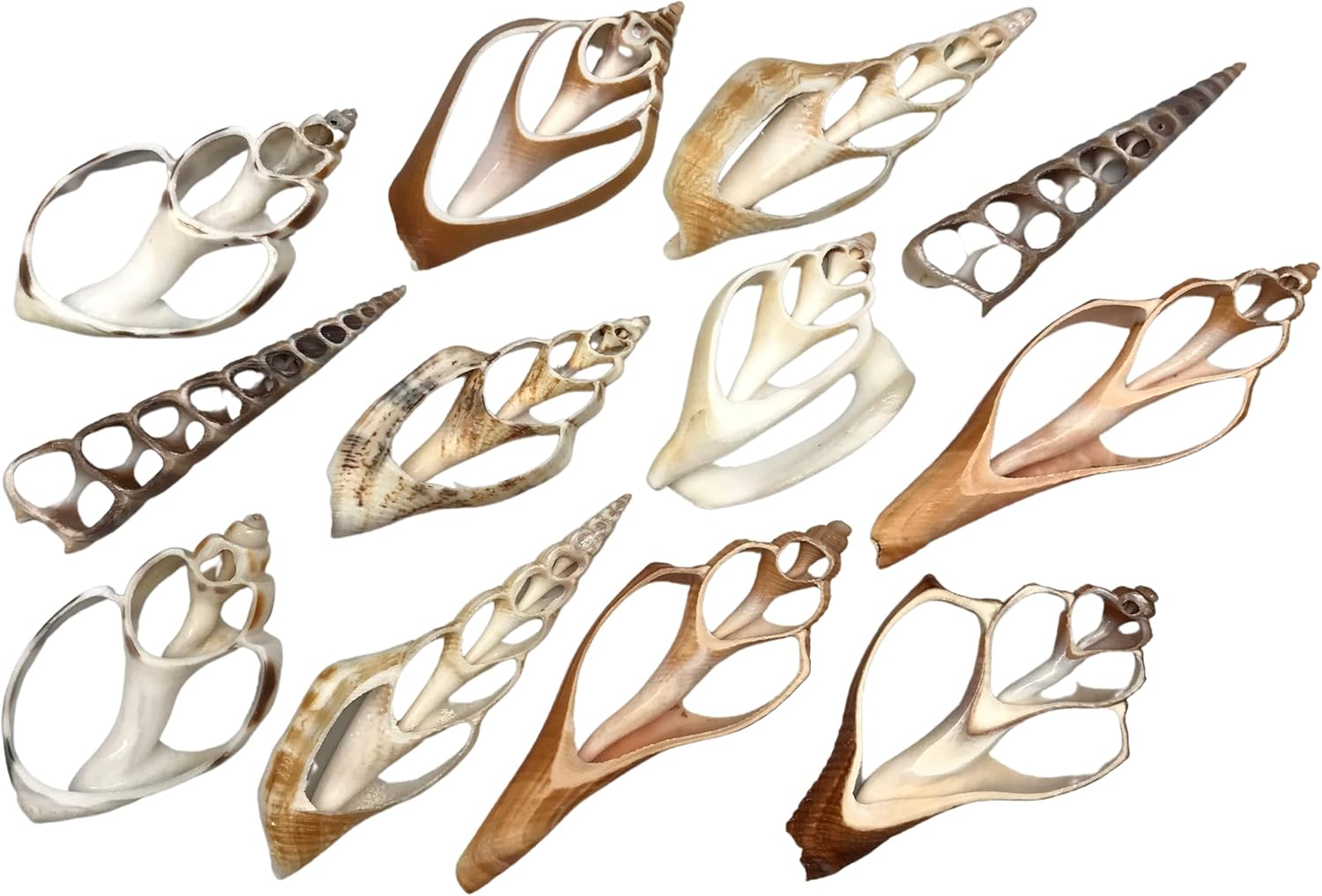 PEPPERLONELY 30PC B-Grade Center Cut Assorted Mixed Sea Shells, 1-1/4 Inch ~ 3 Inch