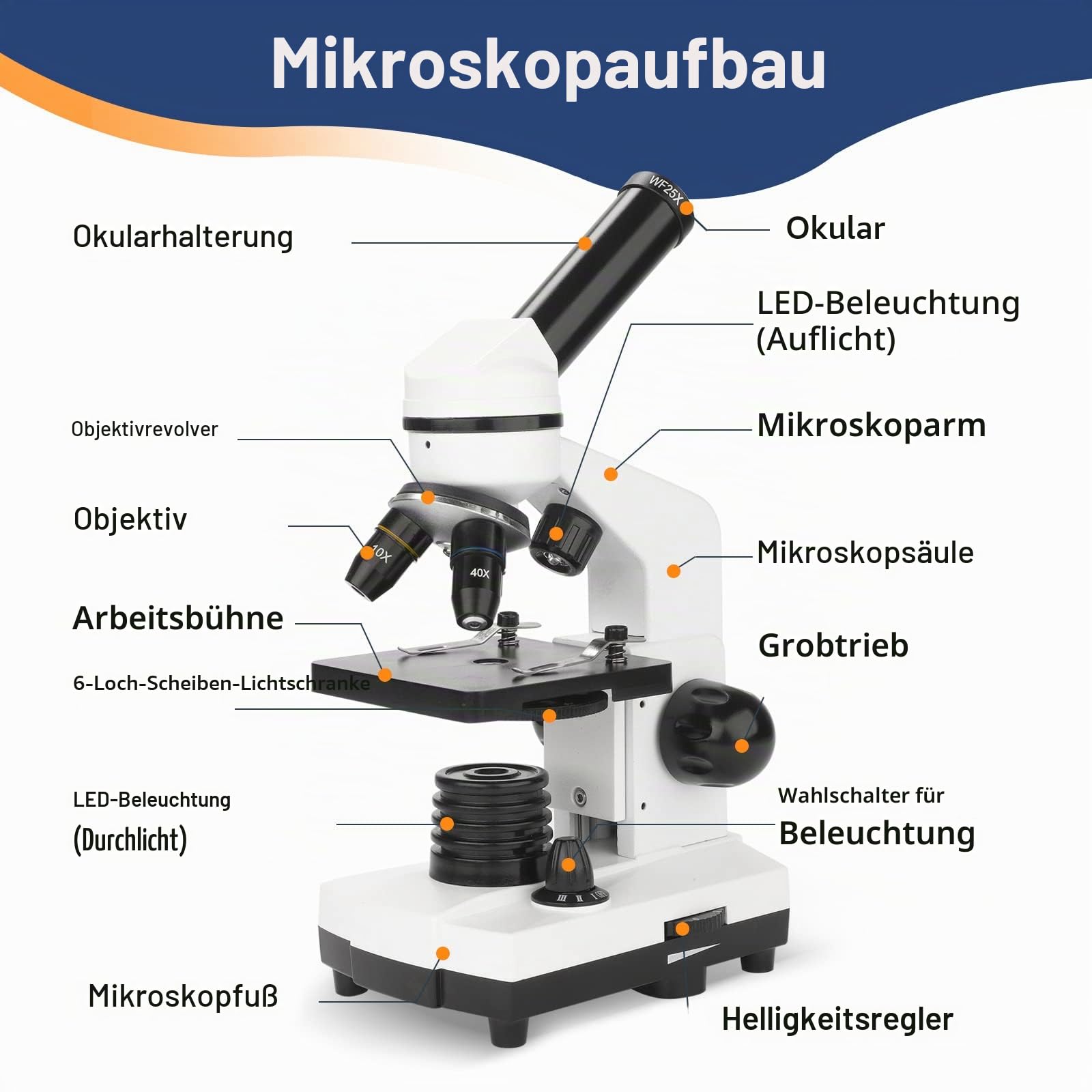 Mikroskop für Kinder Erwachsene 100X-1000X mit Objektträger Set, Dual-LED-Beleuchtung,Professionelle Microscope für Schullabor Zuhause Biologische Bildung
