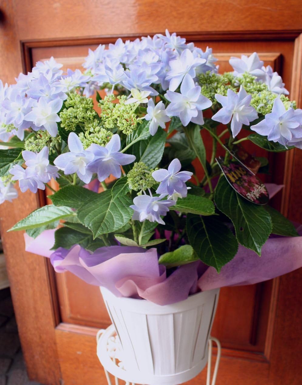 星咲きあじさい ダンスパーティ ブルー 加茂セレクション 鉢カバーつき 観葉植物 オンライン通販