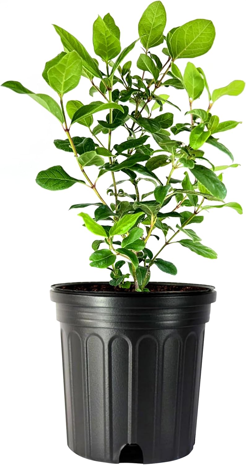 Viburnum Spring Bouquet | 3 Large Trade Gallon Size Pots | Viburnum Tinus | Compact Evergreen Shrub with Fragrant Blooms | Ideal for Hedges & Borders