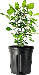 Viburnum Spring Bouquet | 1 Large Gallon Size Pots | Viburnum Tinus | Compact Evergreen Shrub with Fragrant Blooms | Ideal for Hedges & Borders