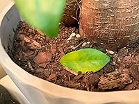 Review Image by Montana