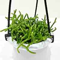 【専用】リプサリス✳︎さま Amazon｜リプサリス 9種類から選べる サボテン 多肉植物 3号