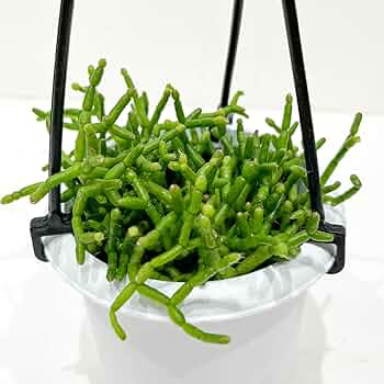 【専用】リプサリス✳︎さま Amazon｜リプサリス 9種類から選べる サボテン 多肉植物 3号