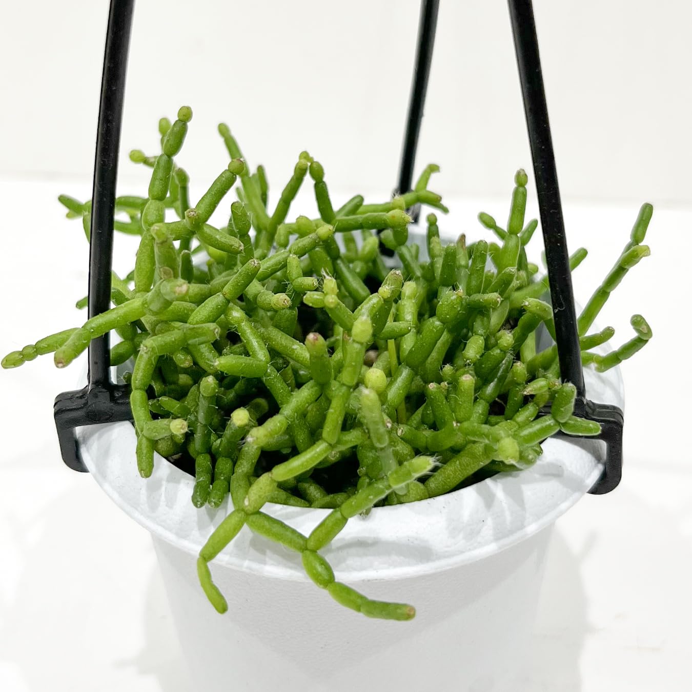 Amazon｜リプサリス 9種類から選べる サボテン 多肉植物 3号