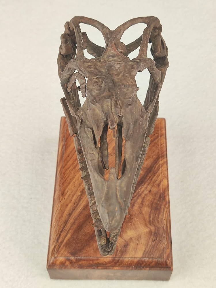 Amazon.co.jp: 菊石 モササウルス 骨格 フィギュア 頭蓋骨 水生有鱗目