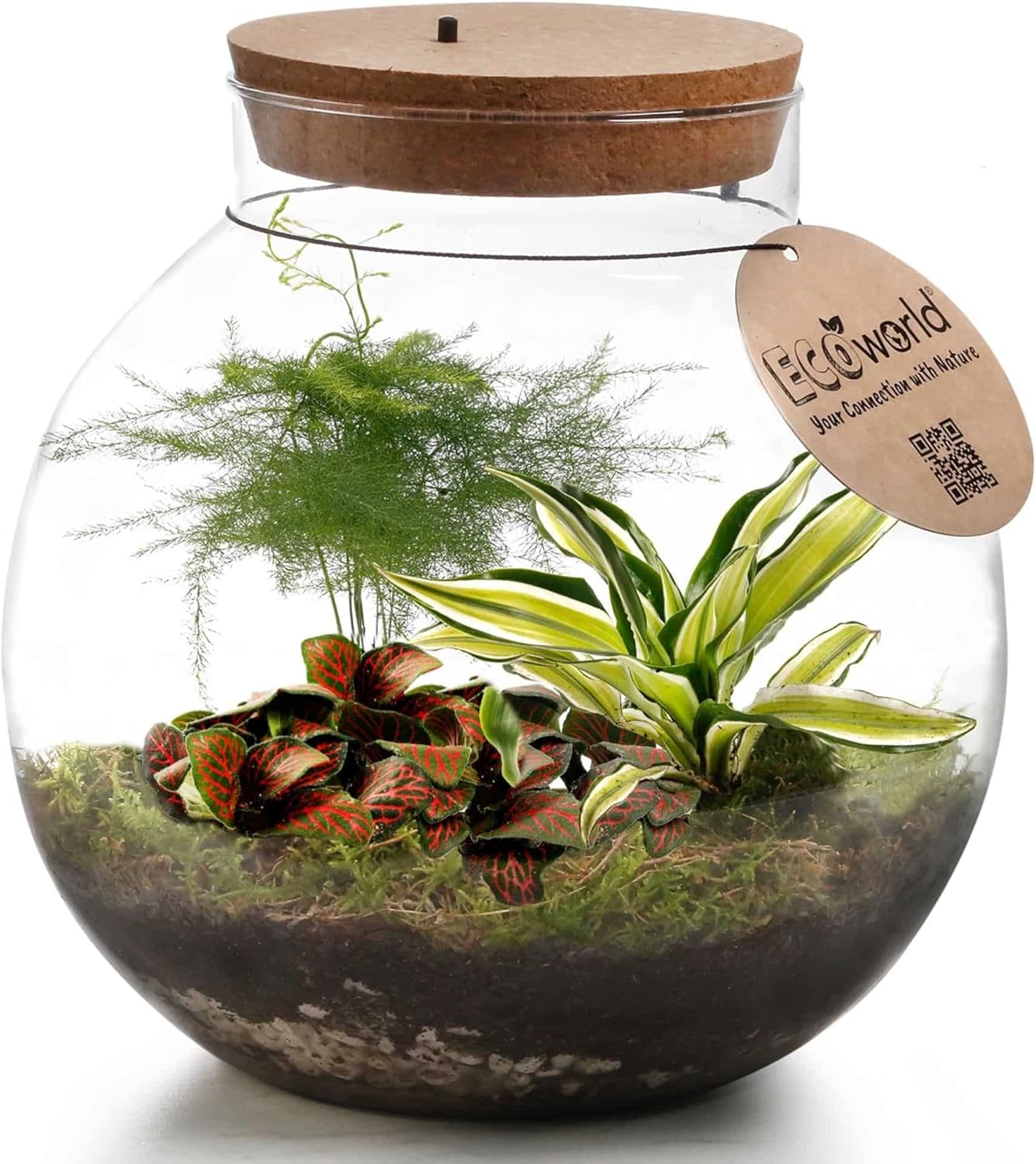Ecoworld Tropical Biodome DIY Flaschengarten mit Lampe Mini Garten