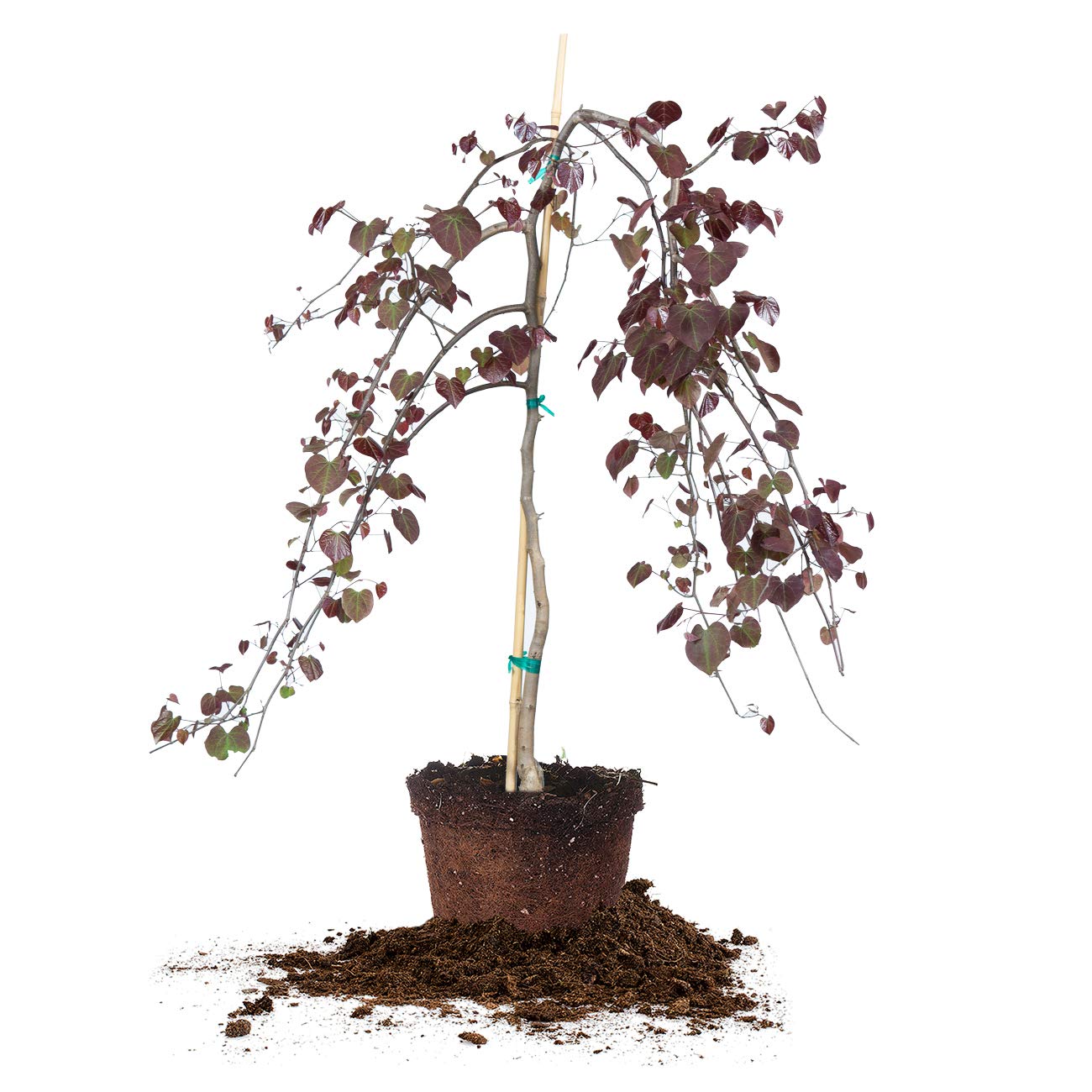 Ruby Falls Weeping Redbud Tree