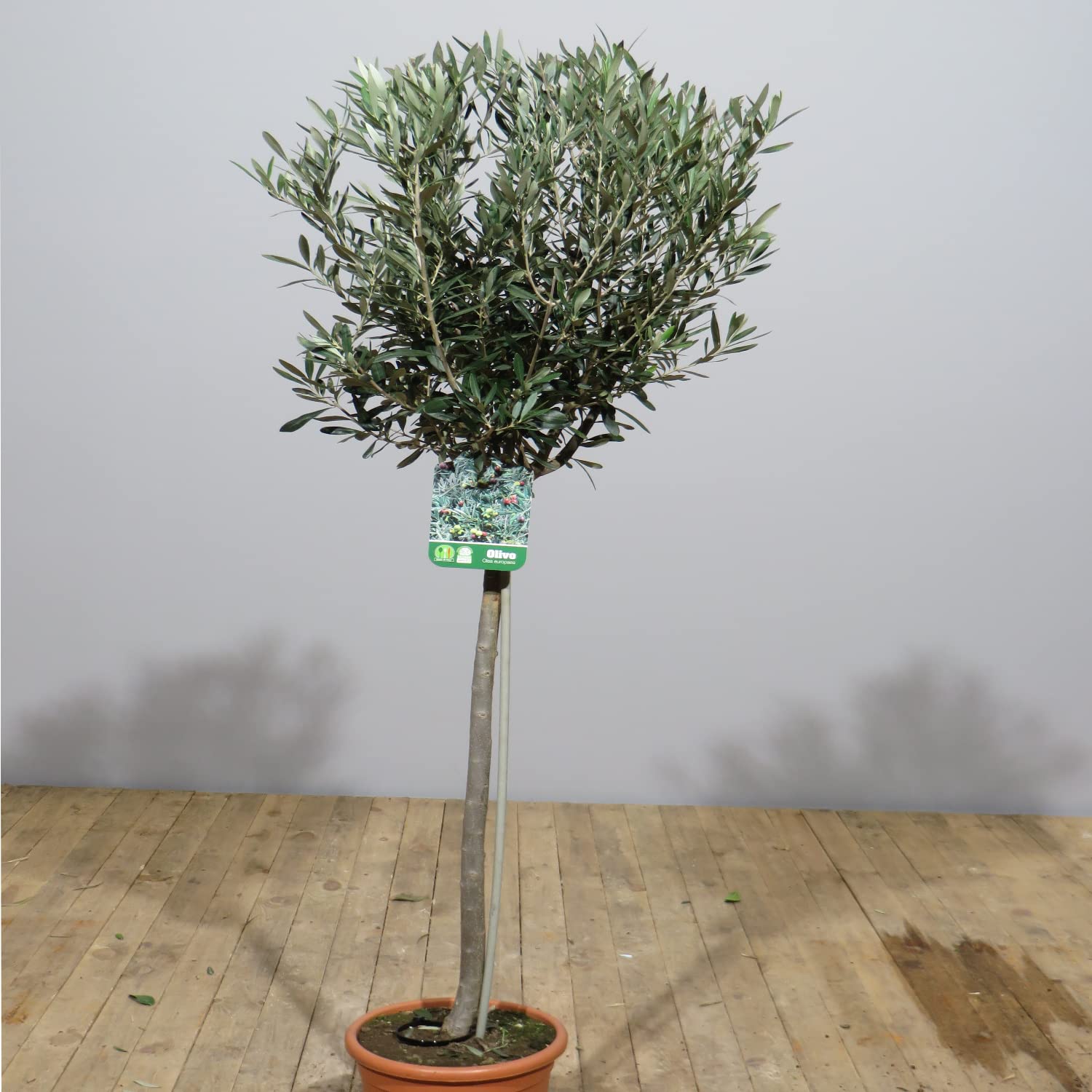 Mein schner Garten Olivenbaum Stmmchen | 1er Set - Liefergre 70-90 cm |  Olea europaea - winterhart : Amazon.de: Garten