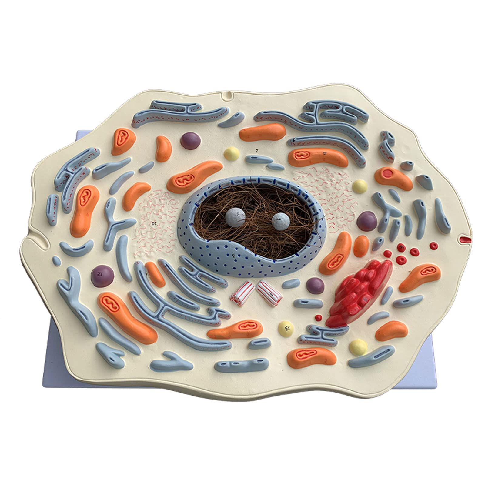 Modèle de Structure sous-microscopique de cellules animales hôpital biologie école Aides pédagogiques étudiant Apprentissage modèle de démonstration