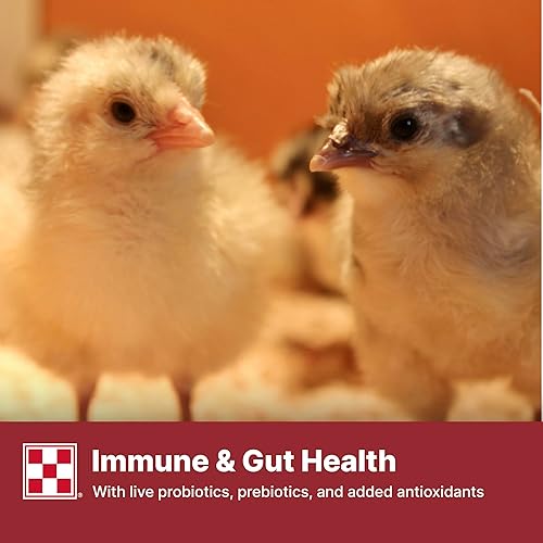 Vista 7 de Purina Comience y crezca Nutricionalmente Completo Alimento Medicado Crumbles Bolsa de 5 libras (5 libras)