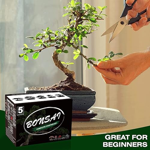 Miniatura 4 de Kit de árbol bonsái con herramientas completas de cultivo de plantas, kit de inicio de árbol bonsái para interiores, jardinería en el hogar, regalo