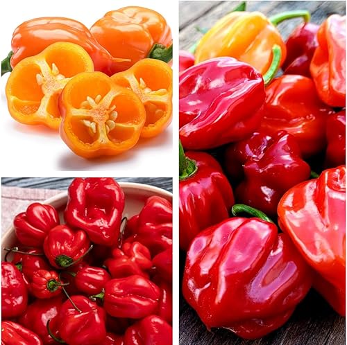 Más de 35 semillas de pimiento picante para plantar habanero fantasma, mezcla de semillas de pimiento fantasma, rojo, naranja, amarillo, semillas de