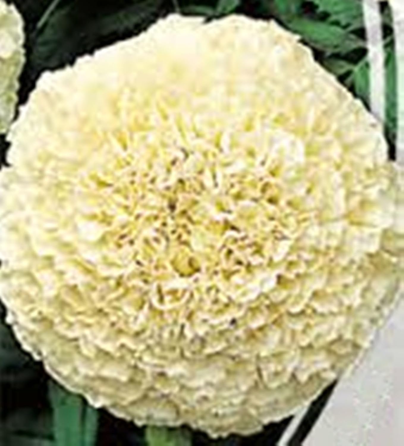 Flower Seeds Marigold Tagetes Kilimanjaro Organic