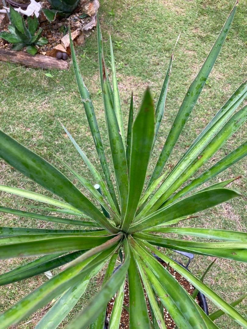 耐寒性アガベ オバティフォリア大株ドライガーデン多肉サボテン島