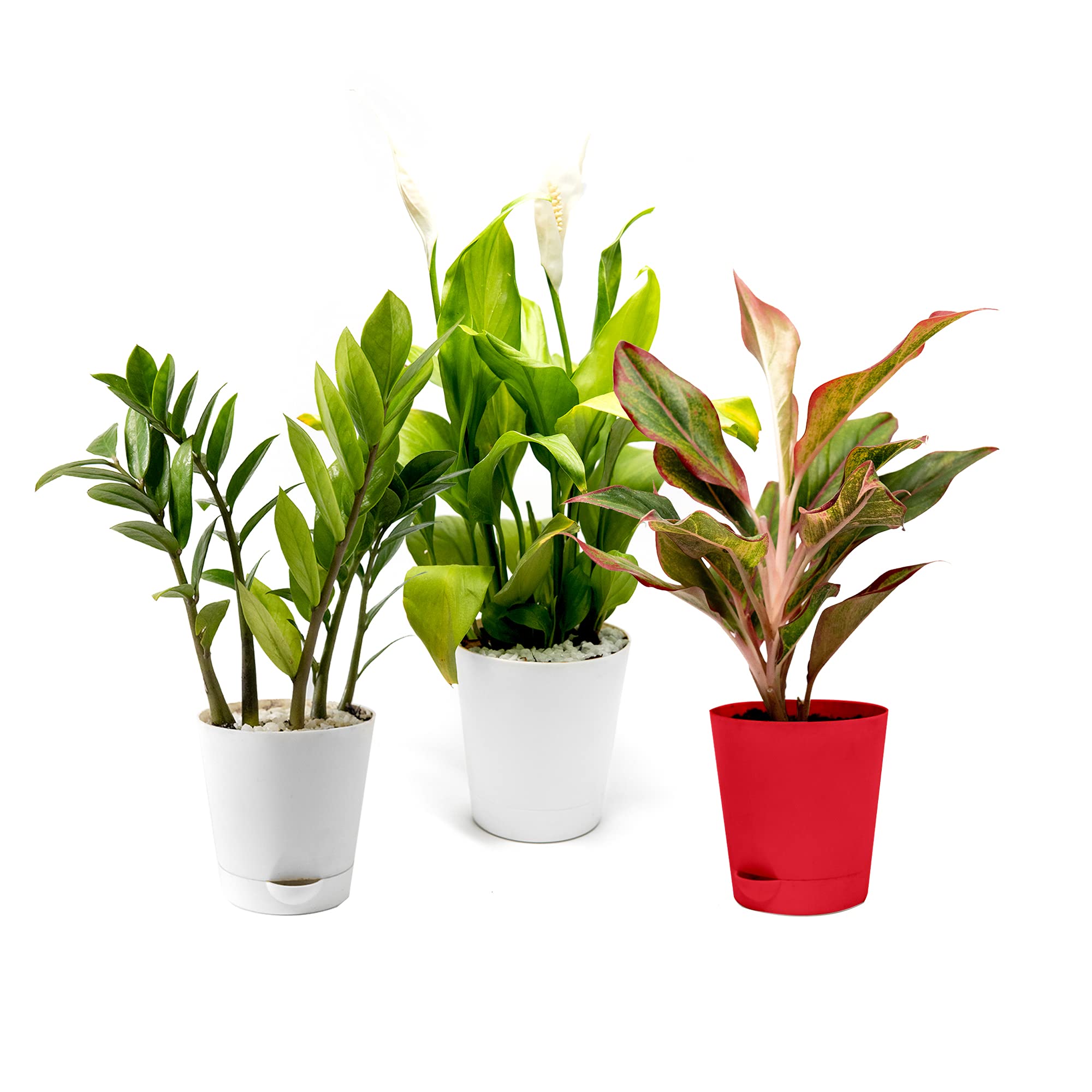 Buy The Urban Greens Set Of 3 Exotic Air Purifier Indoor Plants For