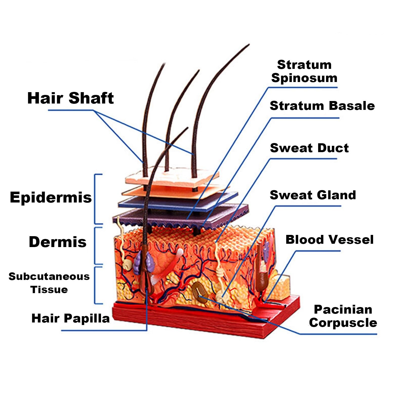 Modello di Anatomia della Pelle Umana e degli Organi Piliferi Rimovibile, Modello Anatomico della Pelle in 19 Parti, Materiale in PVC, Strumenti Didattici Scienza per Studenti e Insegnanti